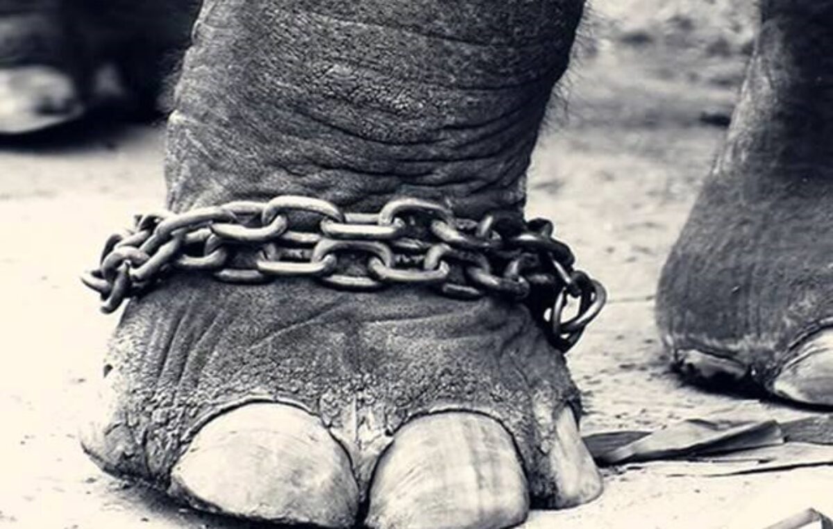 «Elefante encadenado». Por Emanuel Fernandez