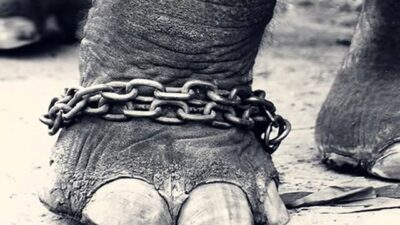 «Elefante encadenado». Por Emanuel Fernandez